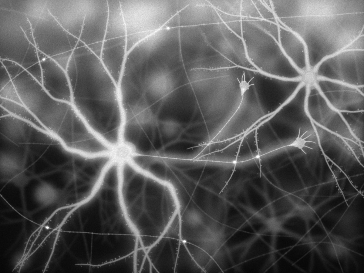 Illustration in the style of a fluorescence micrograph: a branching neuron sends a thin axon to a second neuron, with glowing new synapses where they touch and growth cones reaching out